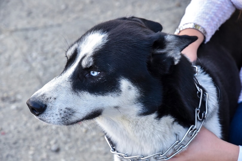 Siberian husky with chain around neck