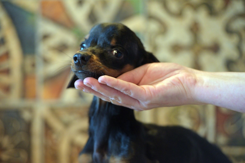 Sick Dachshund puppy being looked at