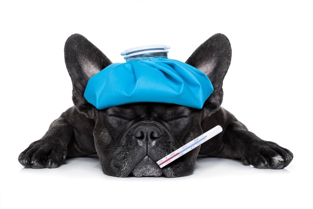 Sick Frenchie