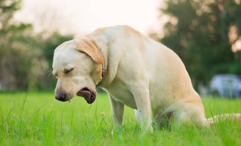 Sick and unhealthy yellow Labrador Retriever dog coughing in the park