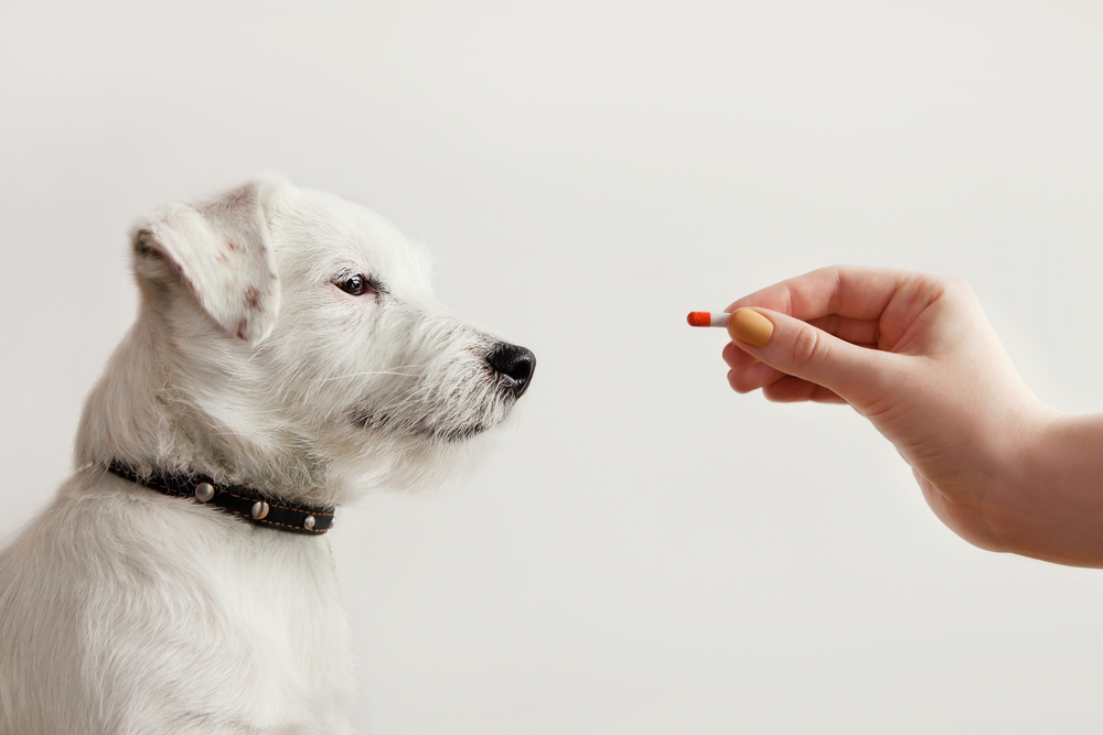 Sick dog Jack Russell Terrier dog waiting get pill from hand of owner