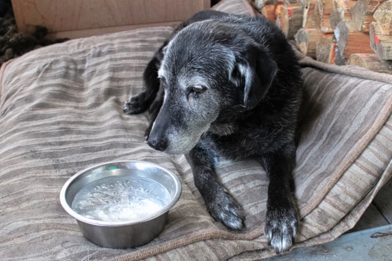 Sick dog with ice water in bowl
