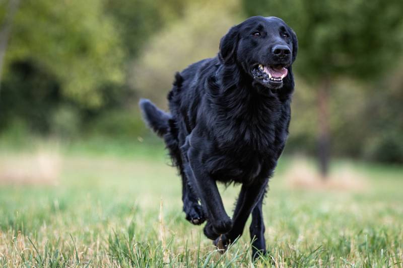 Side-shot-of-a-black-Flat-Coated-Retriever-dog-running-across-a-meadow