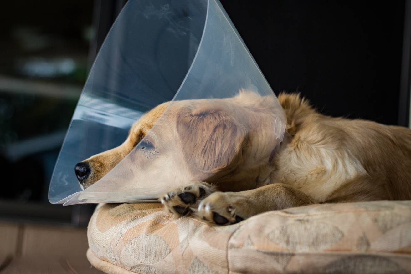 Side View Dog after spaying
