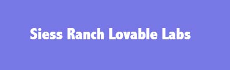 Siess Ranch Lovable Labs
