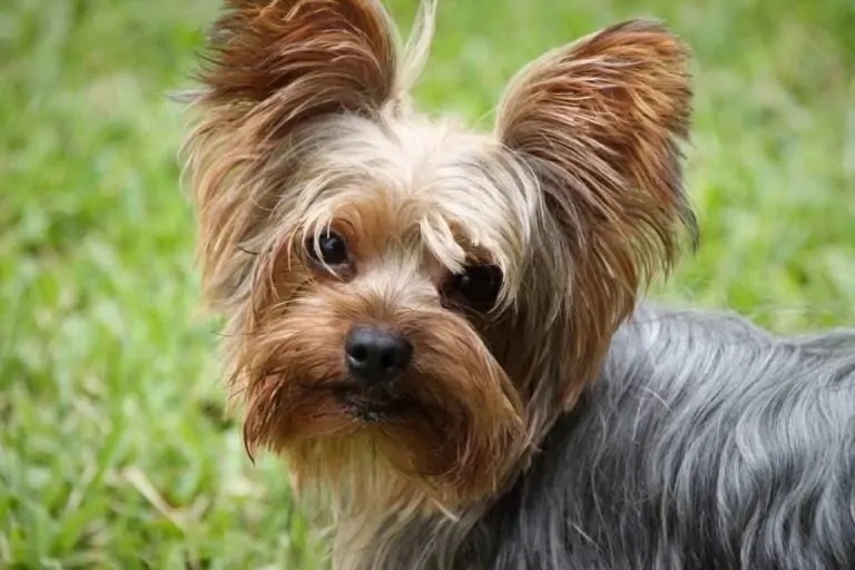 Silky terrier