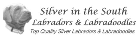 Silver Labradors in the South Kennel