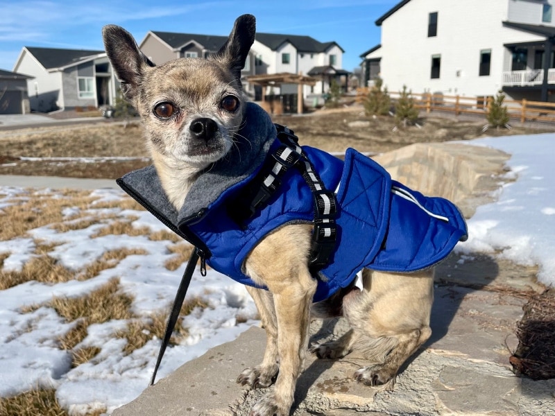 Silver-Paw-Products-papyrus-wearing-monty-jacket-and-maximus-harness-outdoor