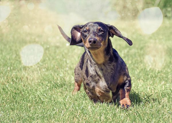 Silver dapple dachshund running in the sun