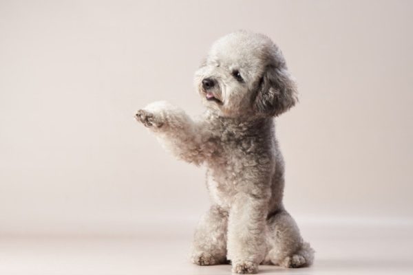 Silver-poodle-shaking-hand