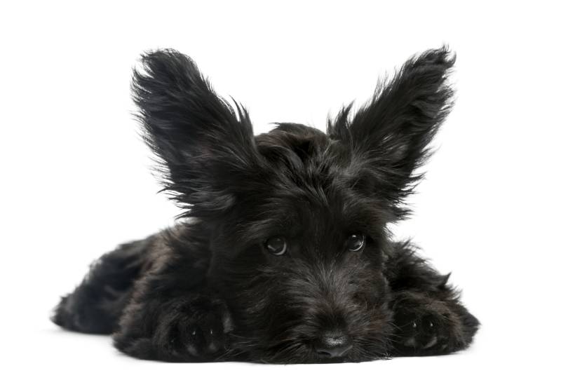 Skye Terrier puppy sitting in front of a white background