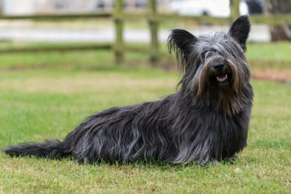 Skye Terrier standing on the grass outdoors