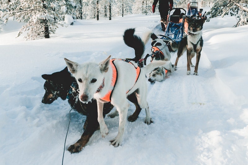 Sled dogs