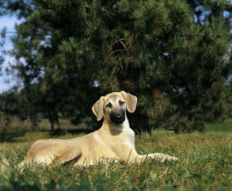 Sloughi puppy on grass