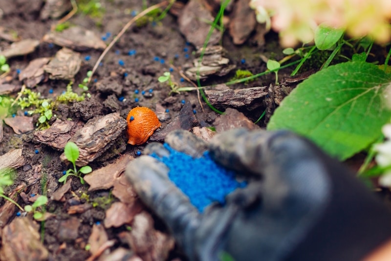 Slug given some snail bait in the garden