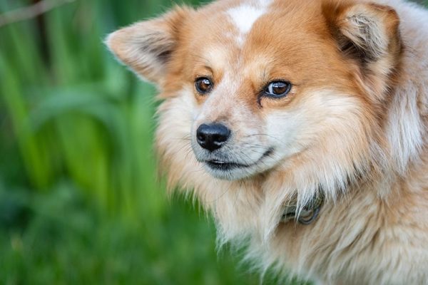 Cute furry dog face on. Small blond brown haired throwback pomeranian