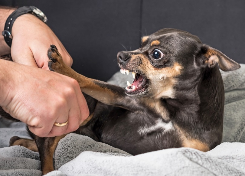 Small-dog-aggression-bite_Piotr-Wawrzyniuk_shutterstock