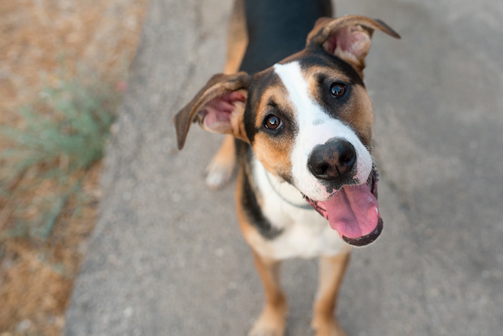 Small mongrel dog sticking out his tongue_Inna Reznik_Shutterstock
