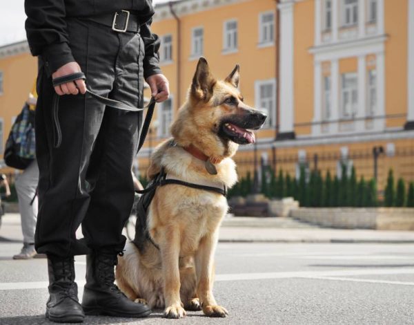 Smart police dog sitting outdoors