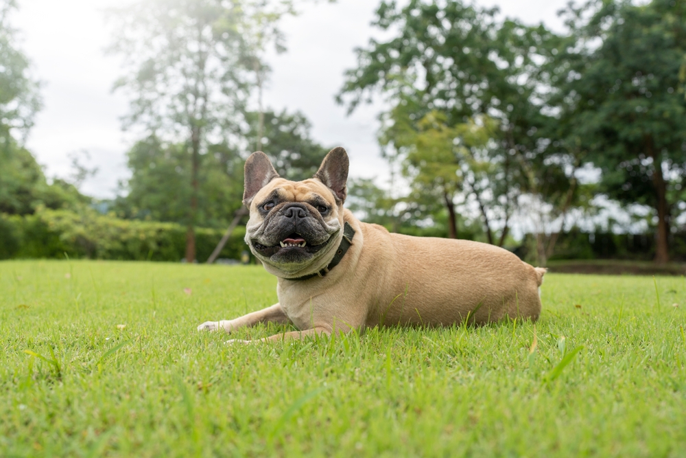 Smiling french bulldog lying on grass in the backyard