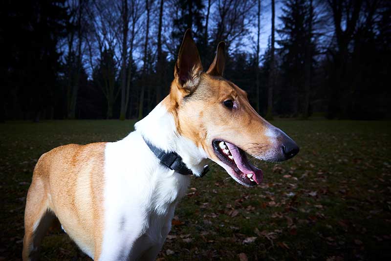 Smooth Collie dog in park at dusk