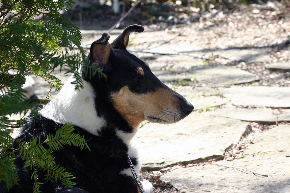 Smooth Collie