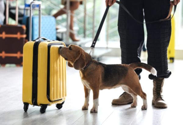 Sniffing dog at the airport