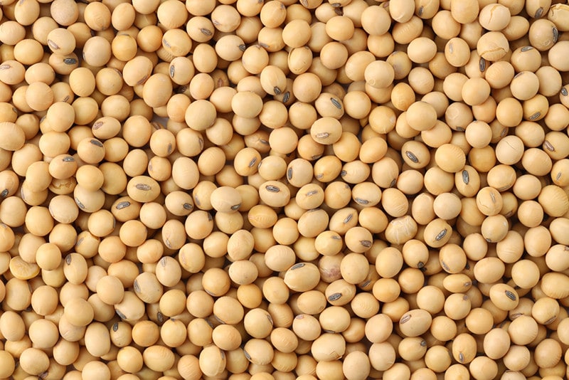 Soybean