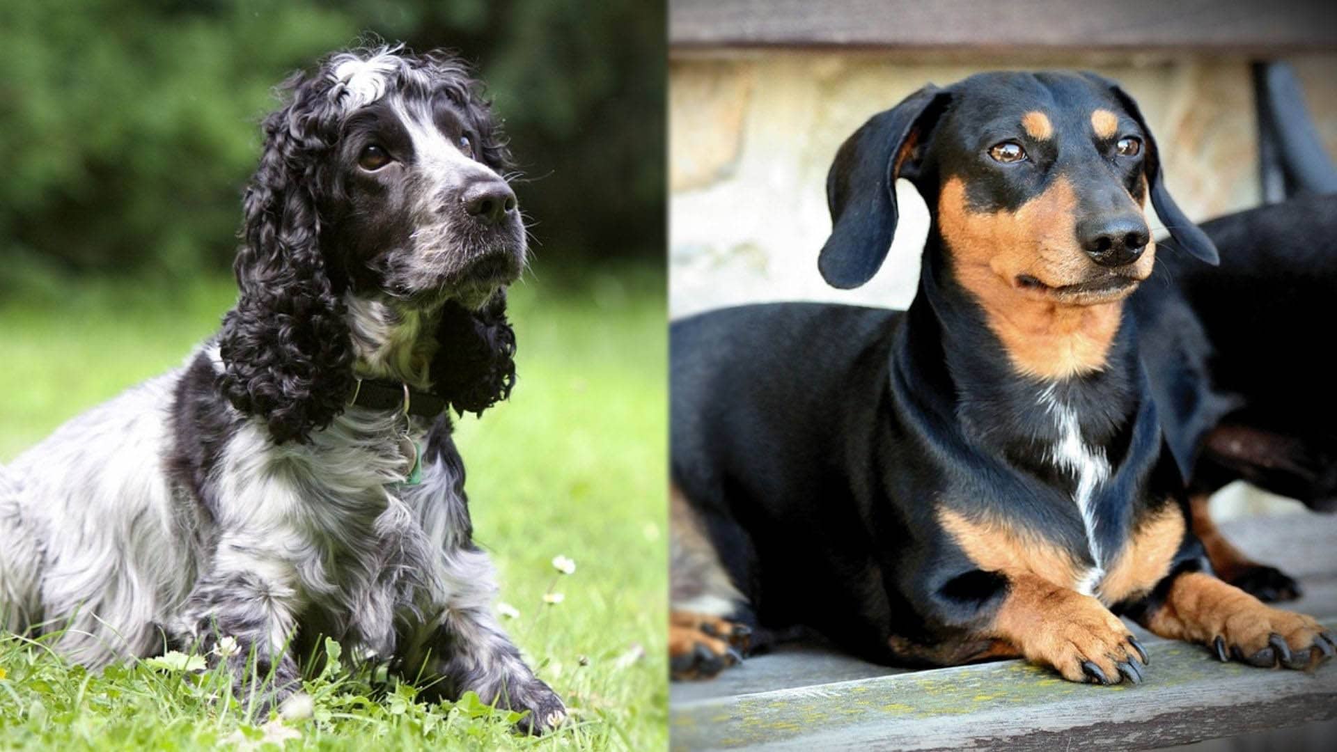 Spaniel-Doxie - Cocker Spaniel and Dachshund Mix