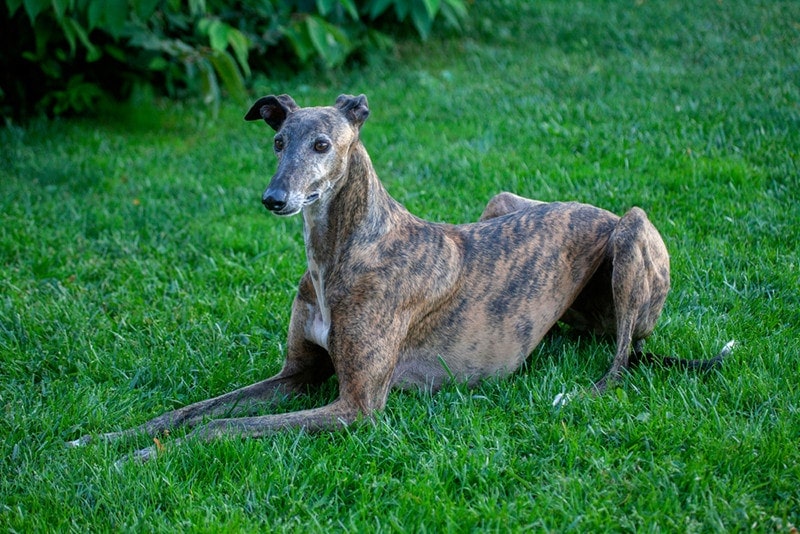 Spanis Galgo