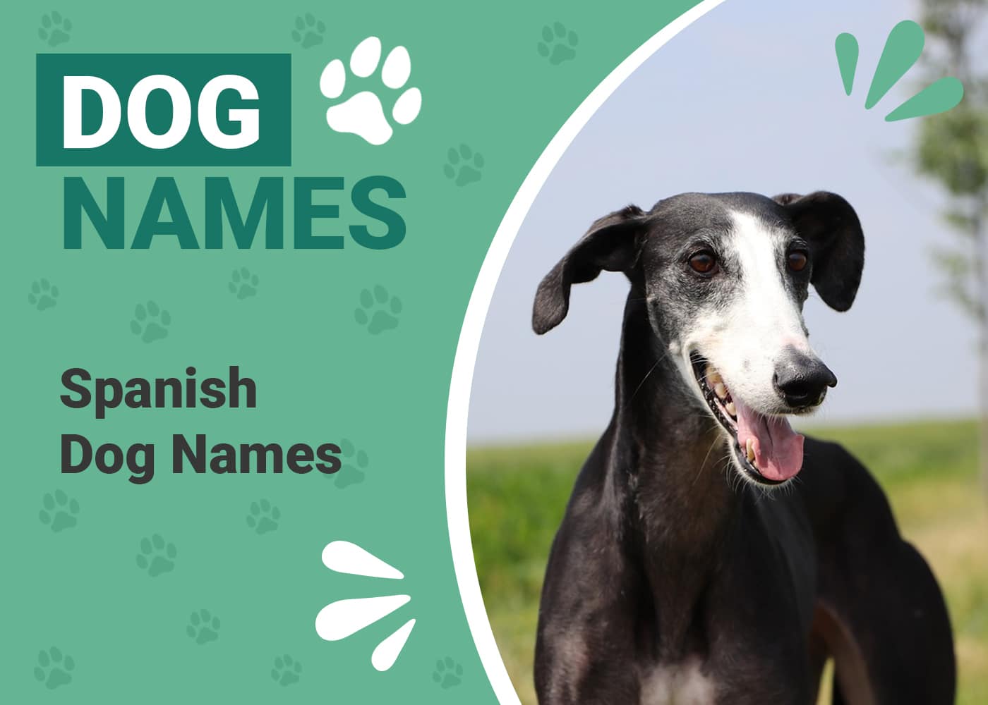 250+ Spanish Dog Names With Meanings for Male & Female Dogs – Dogster