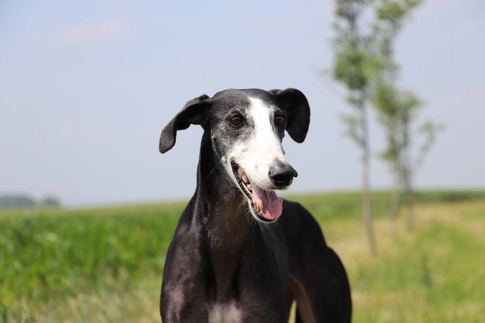 Spanish Greyhound