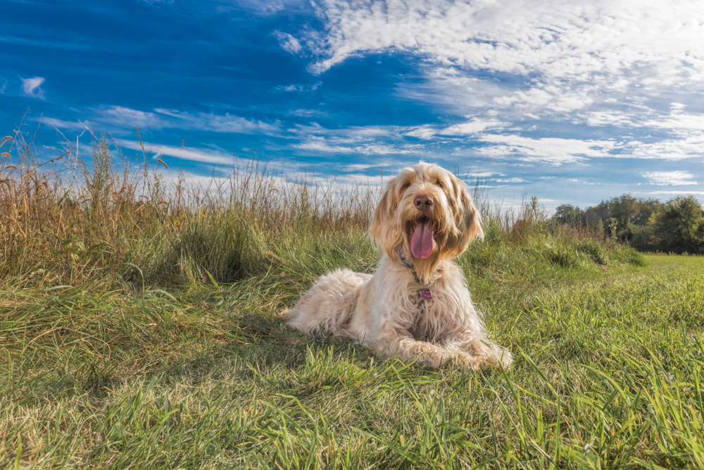 Spinone Italiano dog laying in a prairie field