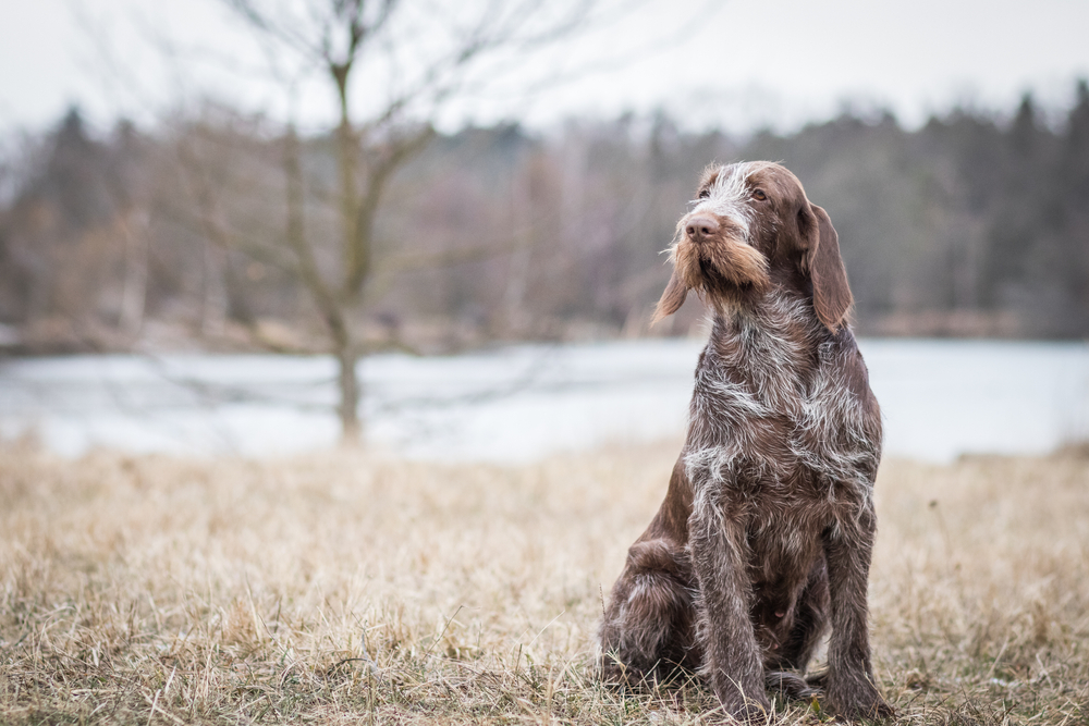 amazing portrait of cute and healthy brown spinone italiano dog in winter