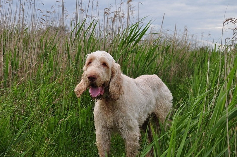 Spinone Italiano