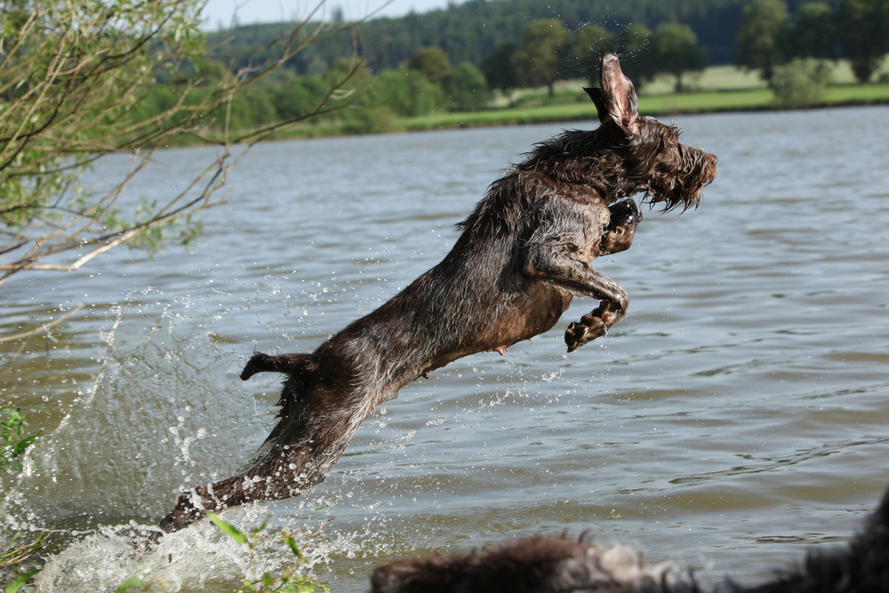 Spinone italiano jumping