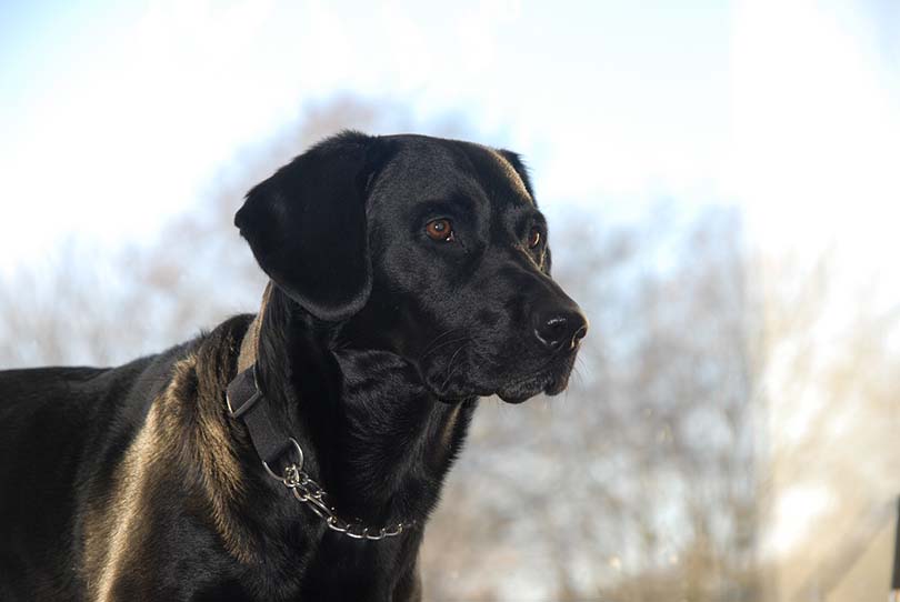 Springador