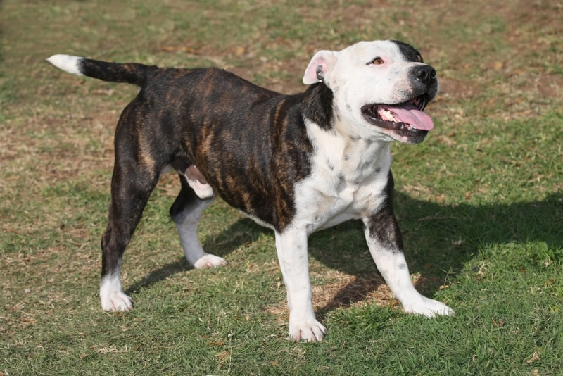 Staffordshire Bull Terrier dog standing outdoor