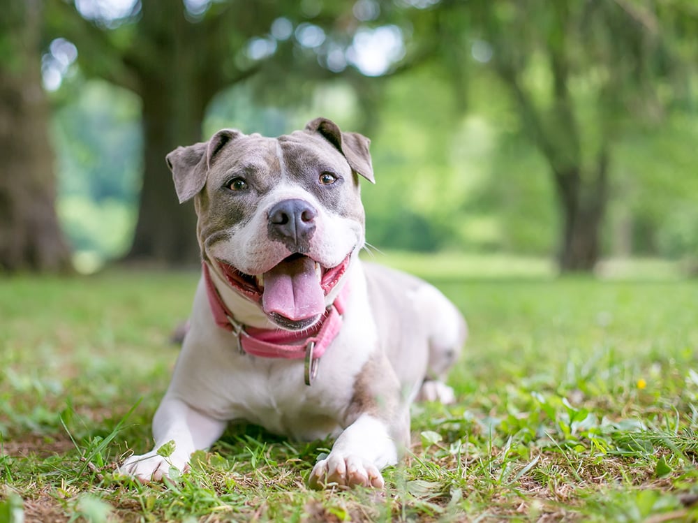 Staffordshire Bull Terrier_Mary Swift_Shutterstock