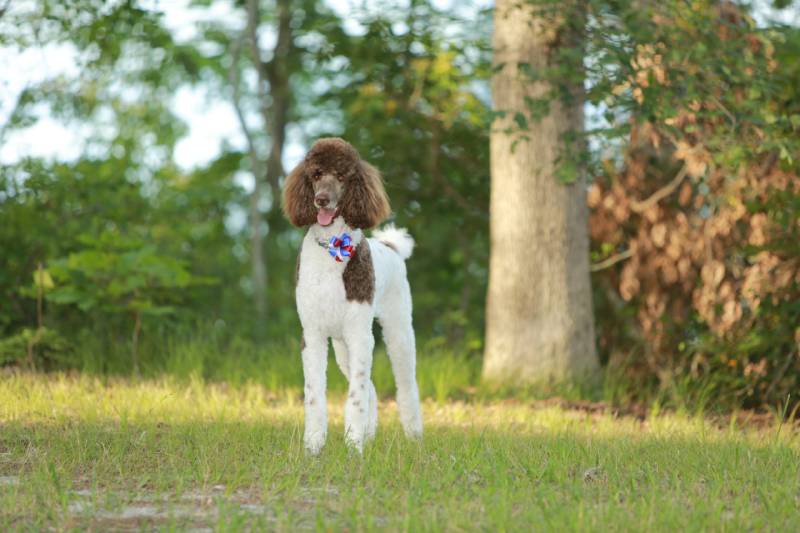 Standard Parti Poodle dog in a park