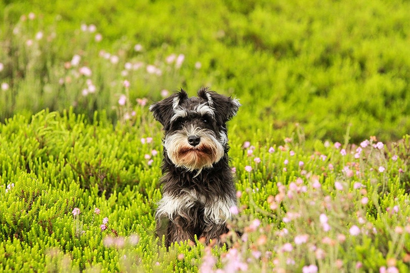 Standard Schnauzer in Field