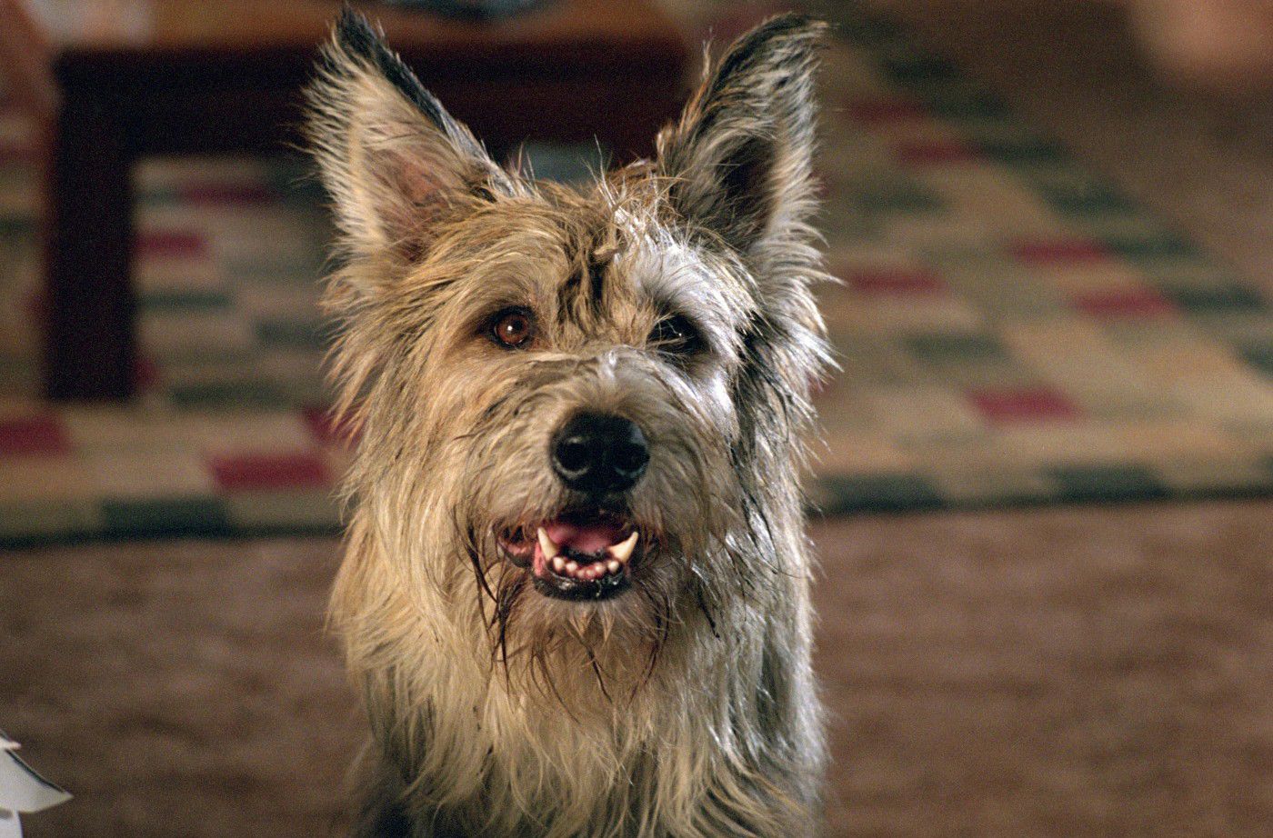 What Breed of Dog Is Winn Dixie? Famous Movie Pup &#8211; Dogster