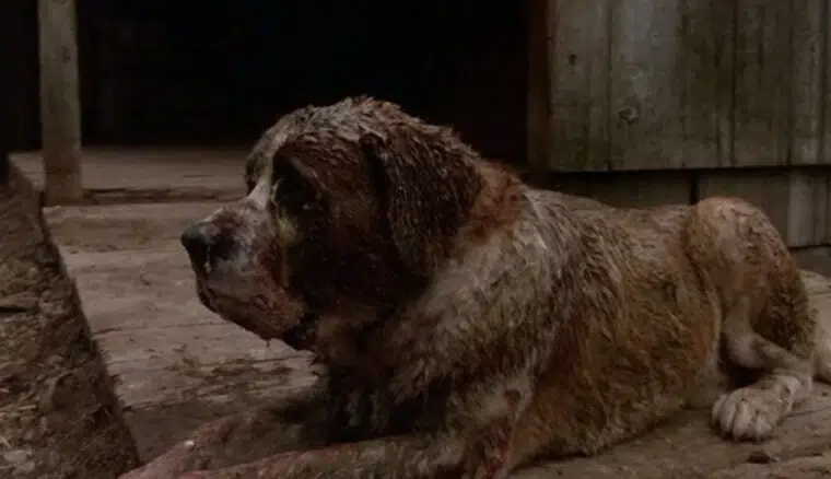 Cujo Dog Warner Bros. Pictures