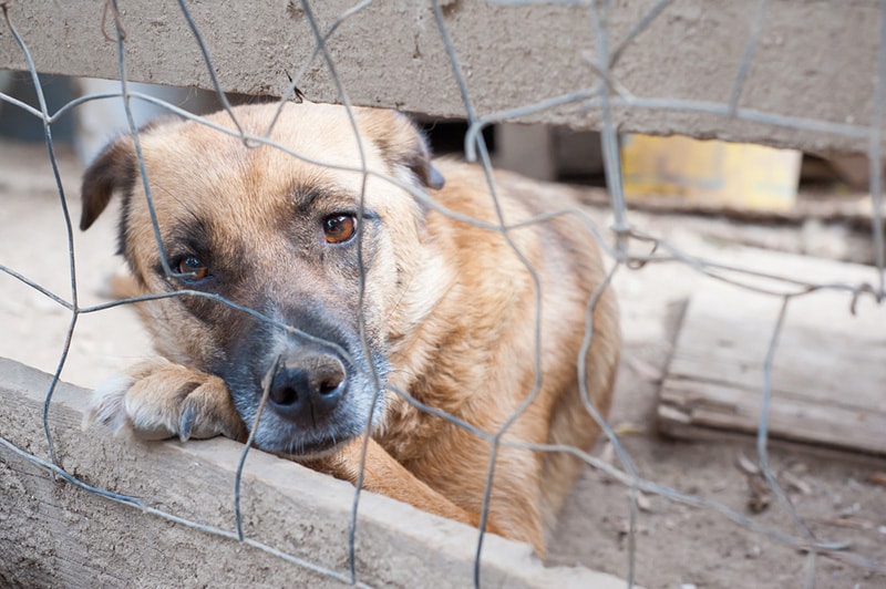 Stray dog shelter cage