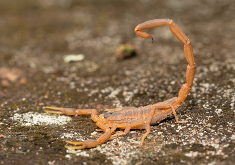 Striped Bark Scorpion on ground
