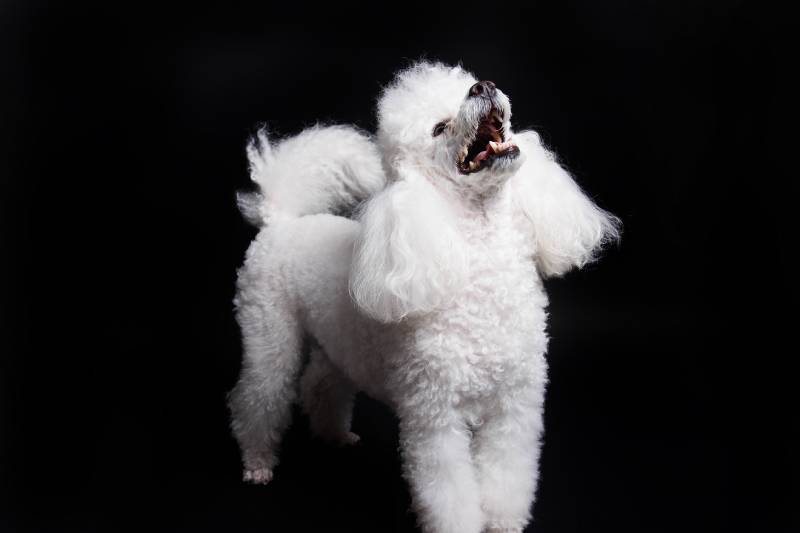 Studio shot of a white mini poodle on black background