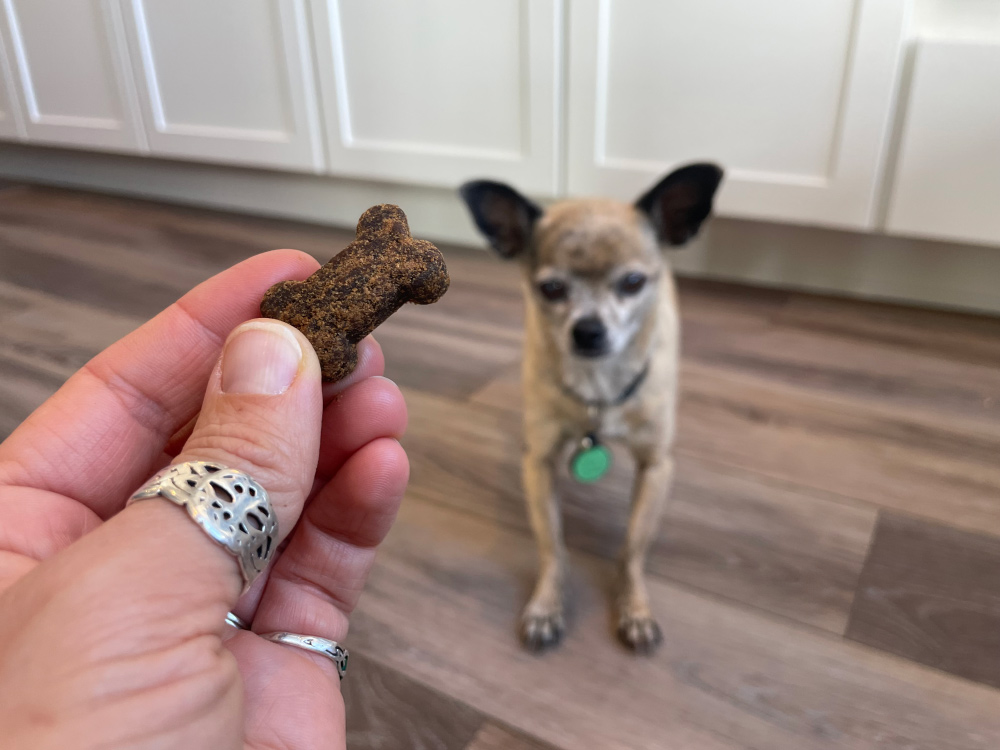 Sunday Scaries FOMO Bones - holding the treat for papyrus