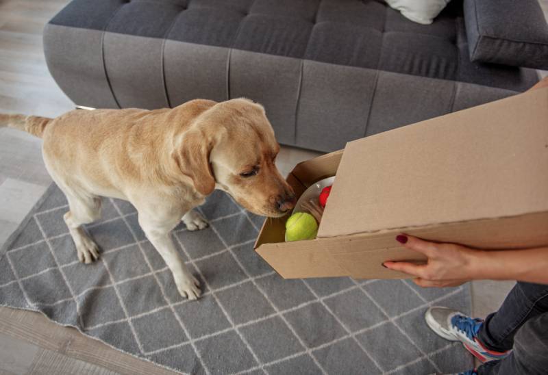 Surprising lablador dog watching at carton box