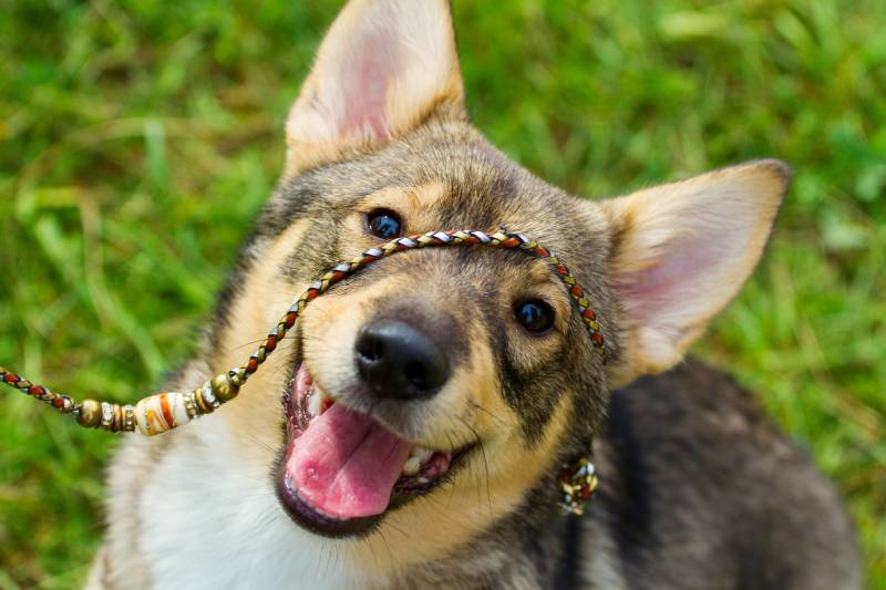 Swedish Vallhund dog close up looking at the camera