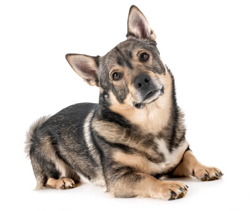 Swedish-Vallhund-dog-in-front-of-white-background